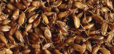 Grains & Seeds